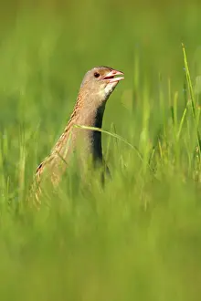 Sound: Corn crake (Crex crex), calling cock in a meadow