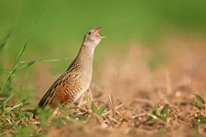 Rail: Corn crake (Crex crex), Meadow Rail, Meadow Crake