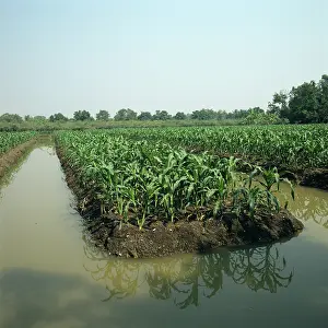 Canals: Corn crop