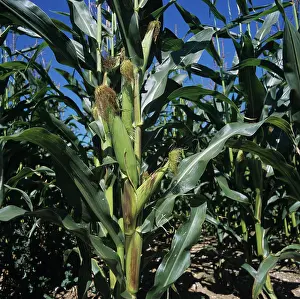 Maize: Corn Crop
