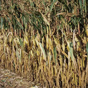 Maize: Corn Crop