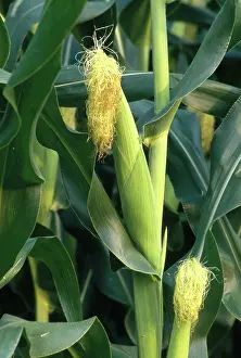 Styles: Corn Ear