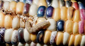 Heliothis: Corn earworm (Heliothis zea) eating corn