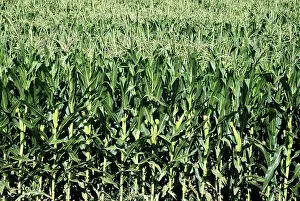 Grains: Corn field