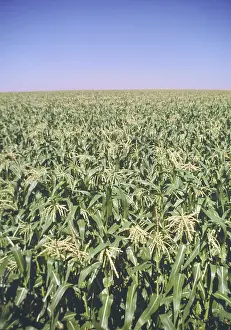 Plowing: Corn field