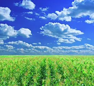 Economy: Corn field