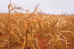 Ready: Corn Field - one of Brazil's endless maize fields
