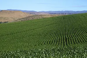 Elmore: Corn Field near Snake River