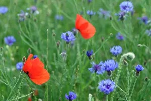 Cornflowers: Corn / Field / Red POPPY - and Cornflowers (Centaurea