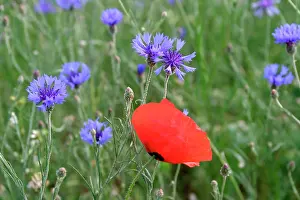 Cornflowers: Corn / Field / Red POPPY - with Cornflowers (Centaurea