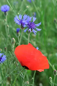 Cornflowers: Corn / Field / Red POPPY - with Cornflowers (Centaurea