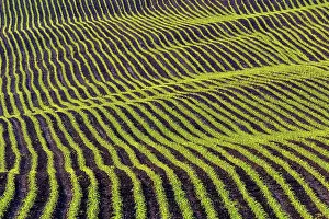Ploughed: Corn field in spring, Haute Savoie, France