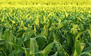 Grain: Corn field in sunset. Maize agriculture theme. Farming