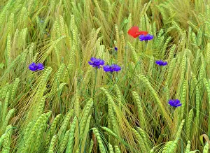 Cornflowers: corn flowers and field poppy (Papaver rhoeas) -