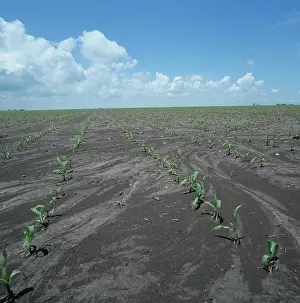 Heavy: Corn growing through silt