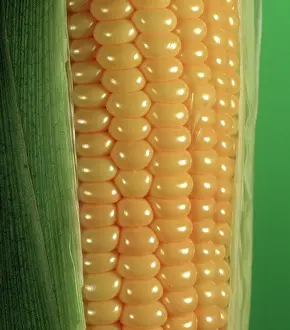 Sweetcorn: Corn Kernels