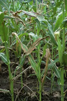 Streak: Corn leaf blight