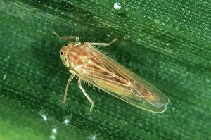 Sucker: Corn leafhopper