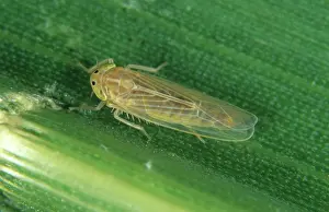 Leafhopper: Corn leafhopper (Dalbulus maidis)