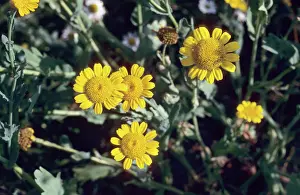 Marigold: Corn Marigold