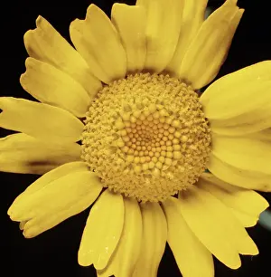 Marigold: Corn Marigold
