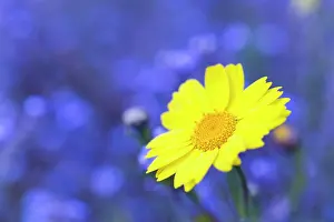 Cornflowers: Corn Marigold - in bloom with Cornflowers in background
