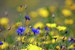 Cornflowers: Corn Marigold - in bloom with Cornflowers - Summer