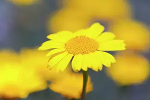 Segetum: Corn Marigold - in bloom - Summer