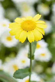 Marigold: Corn marigold, Chrysanthemum segetum