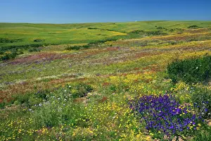 Bugloss: Corn Marigold - with Purple Viper's Bugloss (Echium