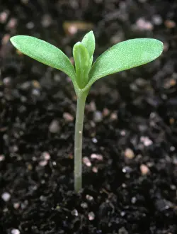 Weed: Corn marigold seedling
