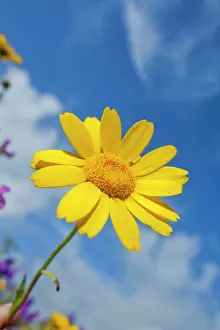 Marigolds: Corn Marigold - Summer