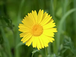 Corn: Corn Marigold - UK