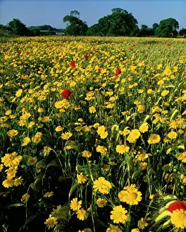 Marigolds: Corn Marigolds - & Field Poppies