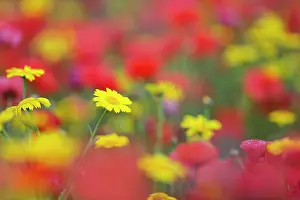 Marigolds: Corn Marigolds and Poppies (Papaver rhoeas)
