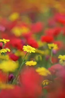 Marigolds: Corn Marigolds and Poppies (Papaver rhoeas)