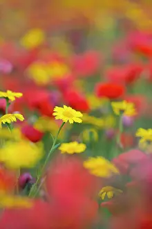 Marigolds: Corn Marigolds and Poppies in Summer