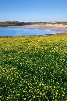 Pentire: Corn Marigolds - West Pentire - Cornwall - UK