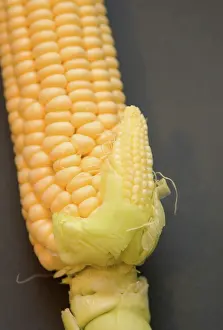 Mutation: Corn Mutation
