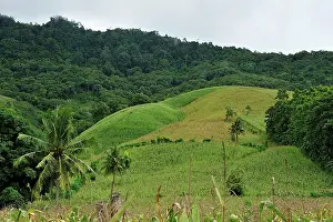 Deforested: corn plantation on deforested area