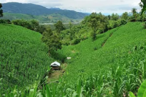 Deforested: corn plantation on deforested area