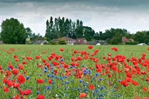 Cornflowers: Corn Poppies and Cornflowers (Centaurea cyanus)