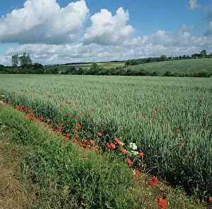 Margin: Corn poppies on margin of wheat crop