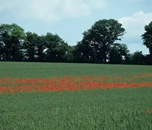Weeds: Corn Poppies in a wheat crop