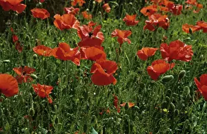 Rhoeas: Corn Poppy