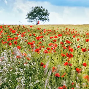 Grain: Corn poppy blossom in a barley field, organic cu