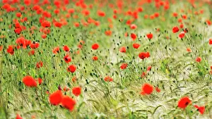 Grain: Corn poppy blossom in a barley field, organic fa
