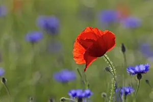 Cornflowers: Corn Poppy and Cornflower
