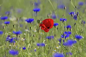 Cornflowers: Corn Poppy and Cornflower