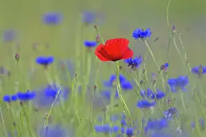 Cornflowers: Corn Poppy and Cornflower